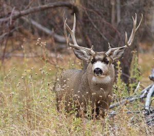 Deer don’t always stand with their ribs to you. A-Frame and Scirocco bullets drive deep to the vitals.