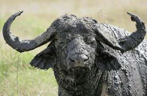 Cape buffalo have stirred the blood of African hunters for millenia, and with good reason. Your guess: Is he bluffing?