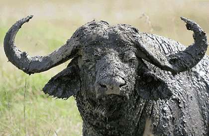This image has an empty alt Cape buffalo have stirred the blood of African hunters for millenia, and with good reason. Your guess: Is he bluffing?attribute; its file name is buffalo_420B.jpg